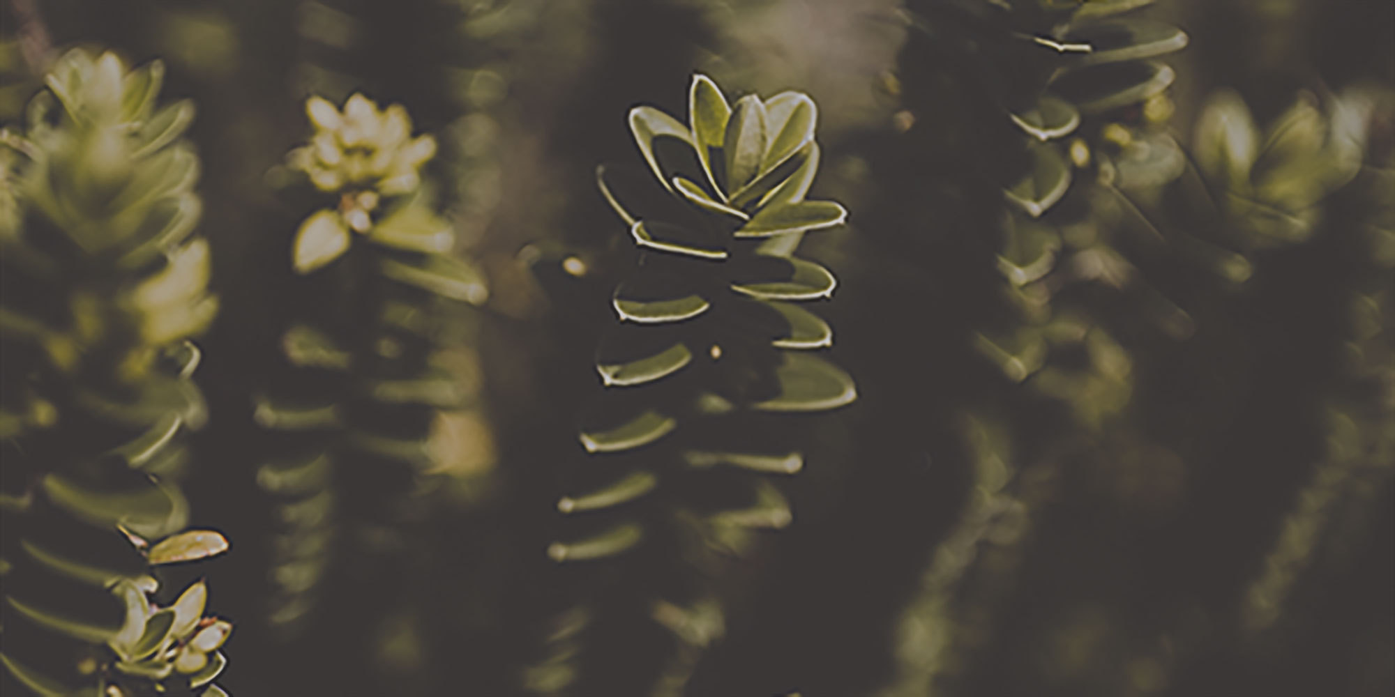 5.fondo